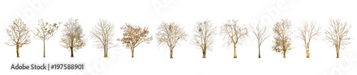 Set of dry tree shape and Tree branch on white background for isolated  Multiple dead tree on white background with clipping path.
