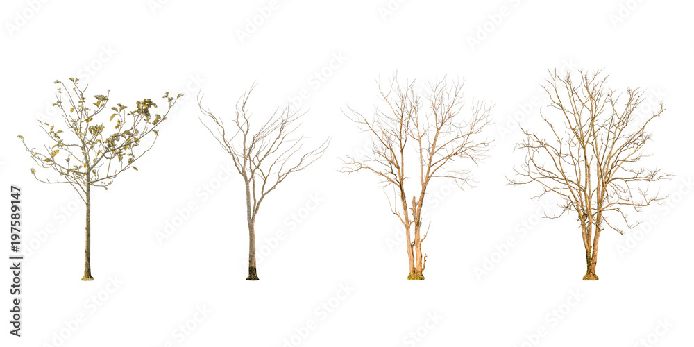 Fototapeta premium Set of dry tree shape and Tree branch on white background for isolated, Multiple dead tree on white background with clipping path.