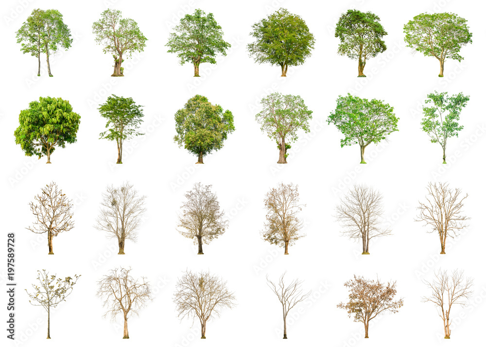 Set of green tree and dry tree shape and Tree branch on white background for isolated, Multiple green tree and dead tree on white background with clipping path. Set of green tree and dry tree shape and Tree branch on white background for isolated, Multiple green tree and dead tree on white background with clipping path.