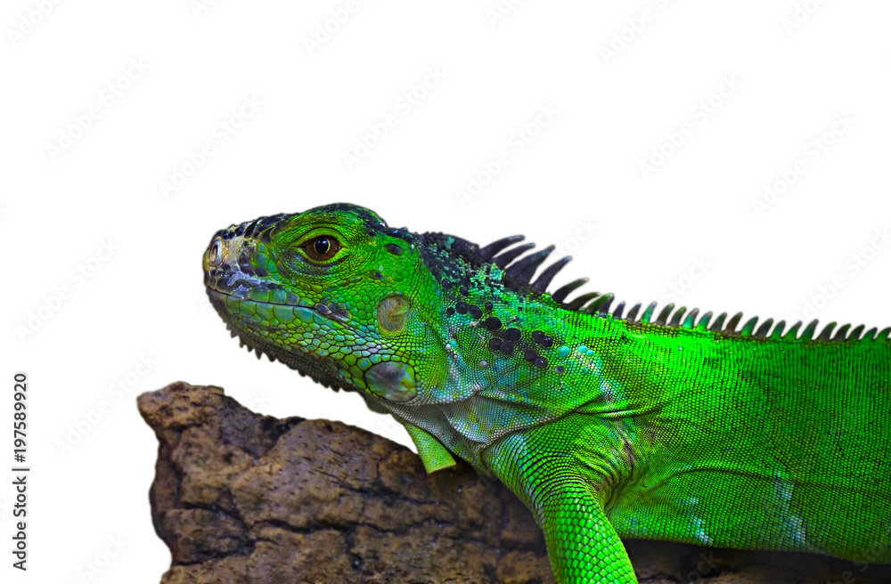 Naklejka premium Iguana on a branch