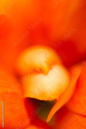 A small orange flower on nature