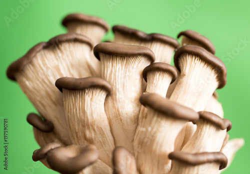 Oyster mushrooms on a green background