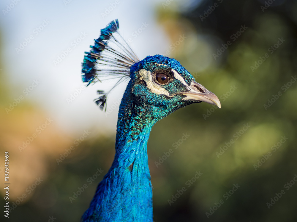 Close up head view of beautiful peacock Close up head view of beautiful peacock