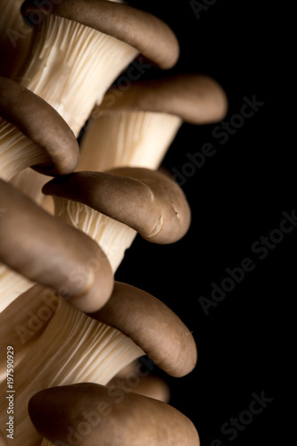 oyster mushrooms isolated on a black background