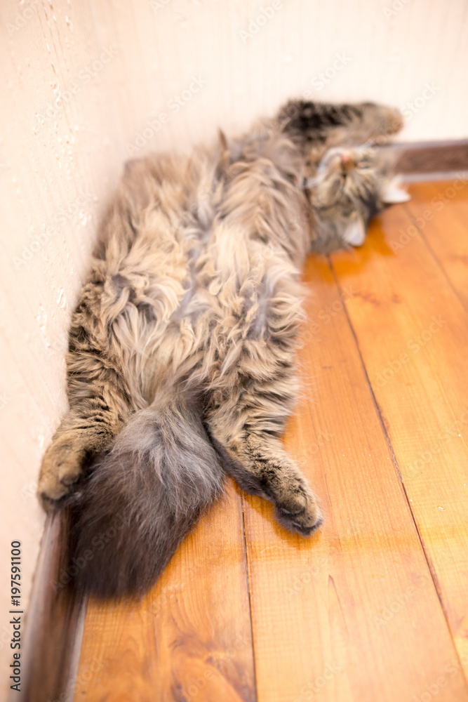 Obraz premium The cat sleeps near the wall in the room