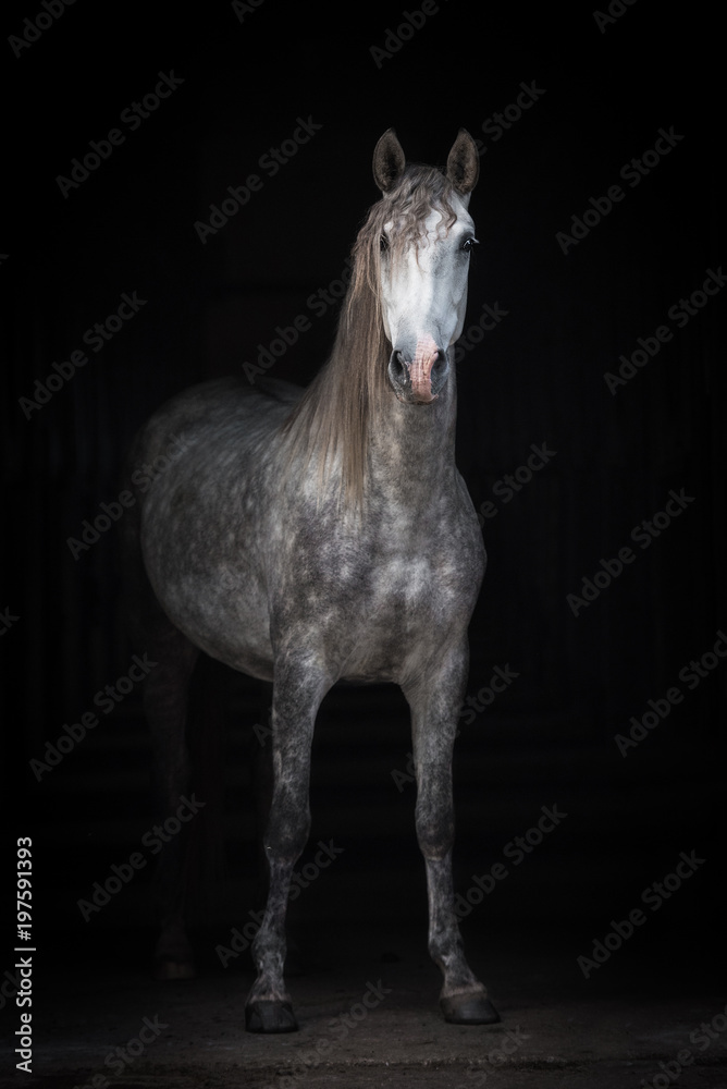 Beautiful grey andalusian horse isolated on black