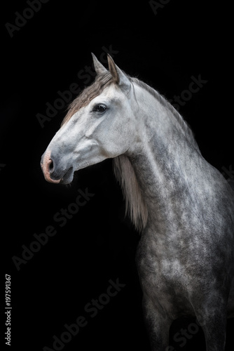 Fototapeta Naklejka Na Ścianę i Meble -  Portrait of beautiful grey andalusian horse isolated on black