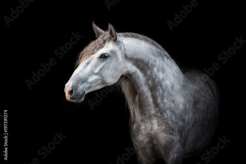 Portrait of beautiful grey andalusian horse isolated on black photo