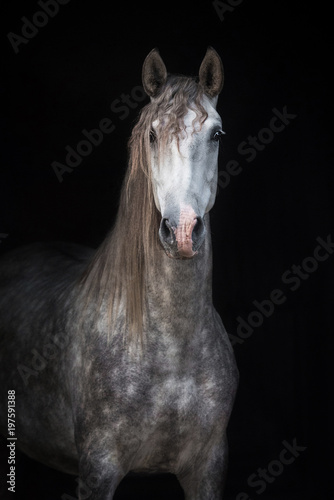Portrait of beautiful grey andalusian horse isolated on black