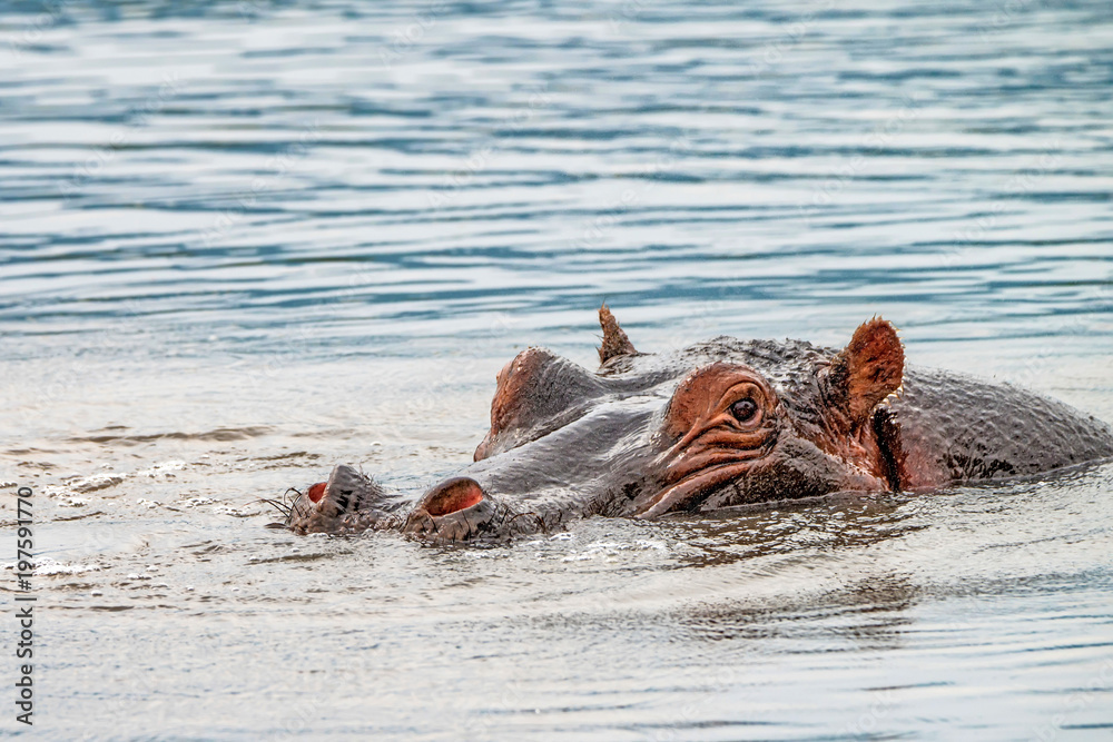 Fototapeta premium Close hippo or Hippopotamus amphibius in water