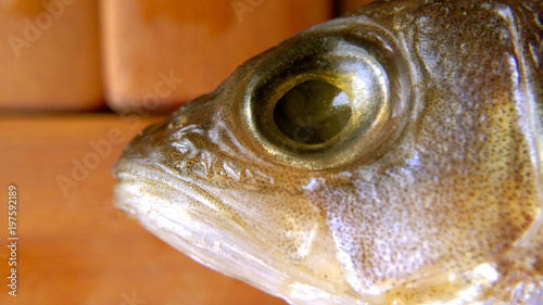 Fish head bass closeup on a brown blurred background
