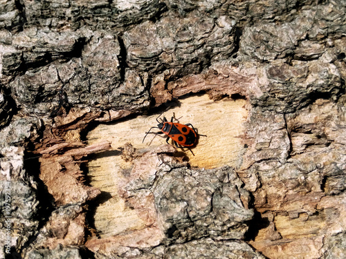 Soldier beetle on the bark in the bright summer sun heats photo