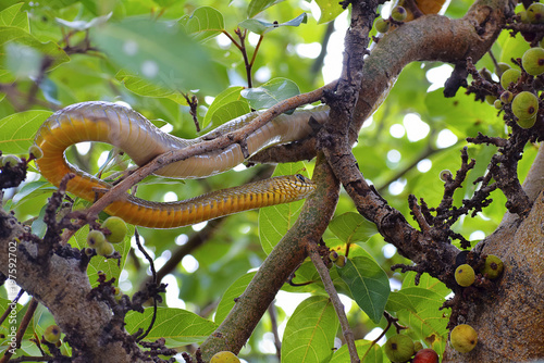 Indian rat snake, dhaman , Ptyas mucosa on fig tree, Pune, Maharashtra. photo