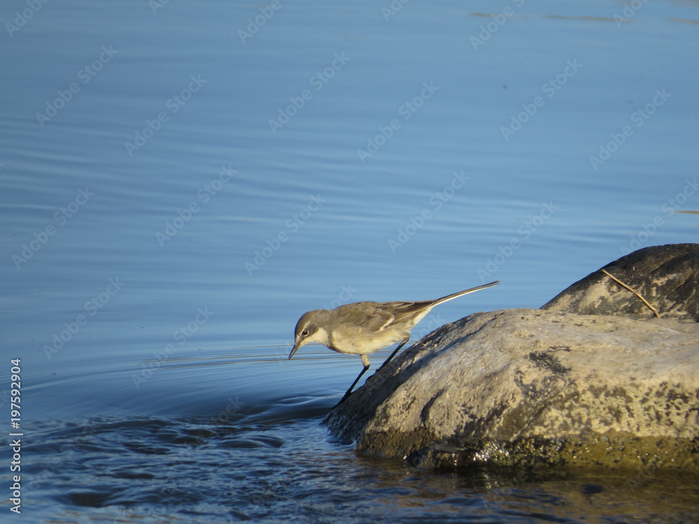 Naklejka premium Drinking bird river rock blue