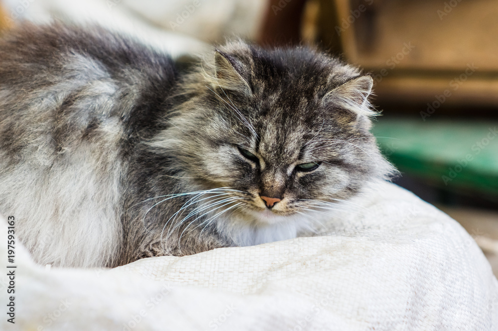 Portrait of a gray rural cat Portrait of a gray rural cat