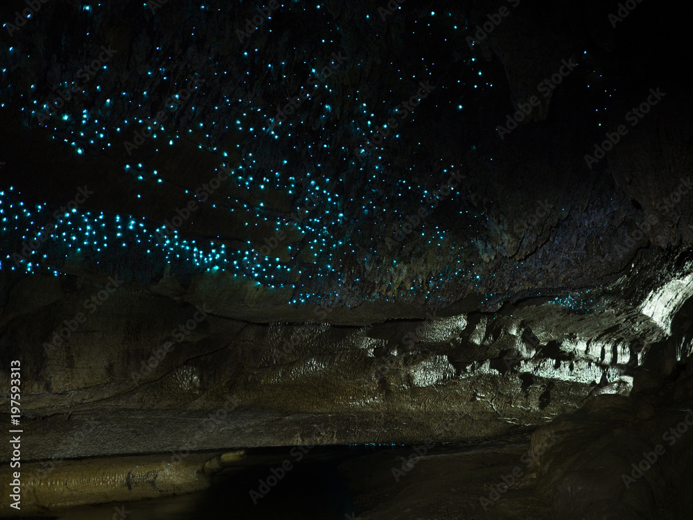 Illuminated Glow Worm Sky in Dark Cave, Waipu Caves, North Island