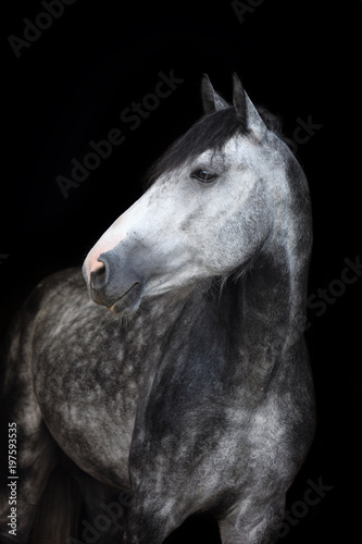 Portrait of a purebred Arabian horse. Isolated on black background.