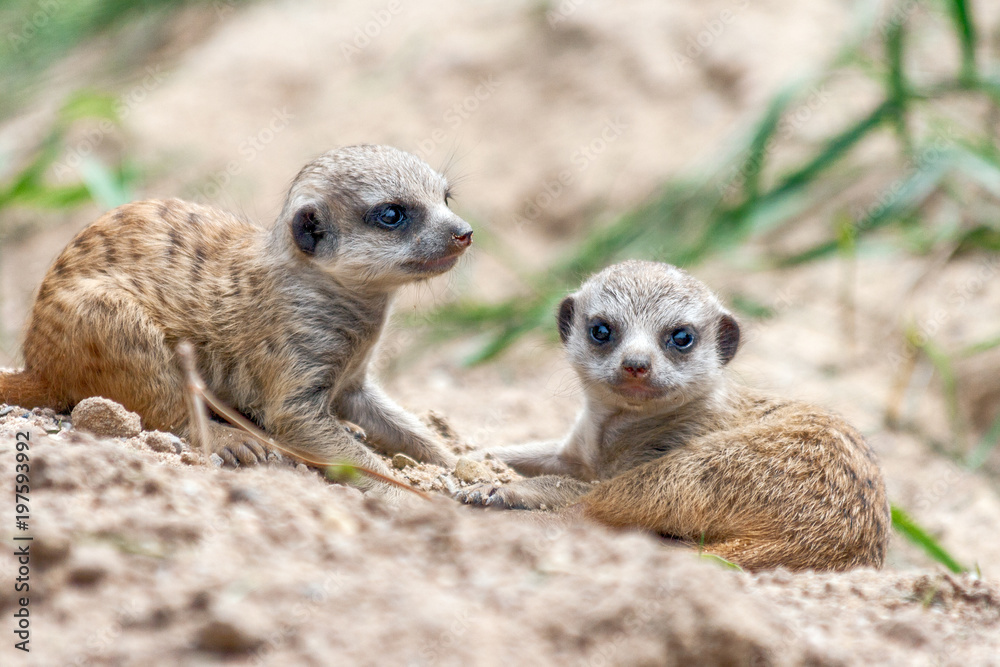 Fototapeta premium Young suricates playing in the sand.