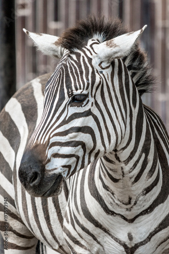 Zebra in close up view.