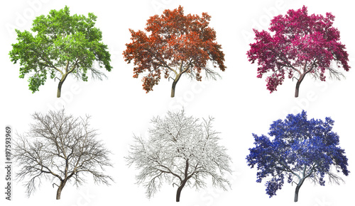 set of color seasons tree isolated on white background