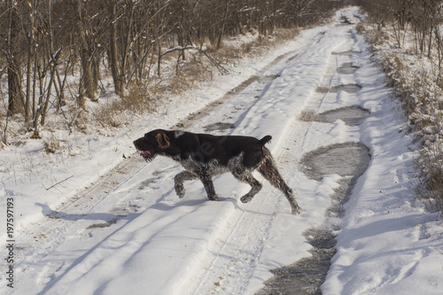 German Wirehaired Pointer. Deutsch Drahthaar. A dog is playing in the snow.