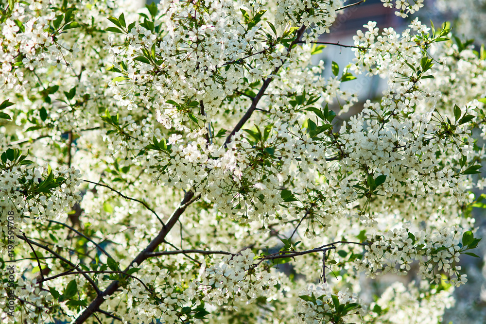 Cherry tree with blossoms