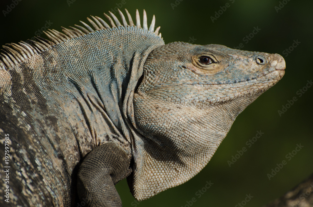 Fototapeta premium Kopf eines Leguans in Costa Rica