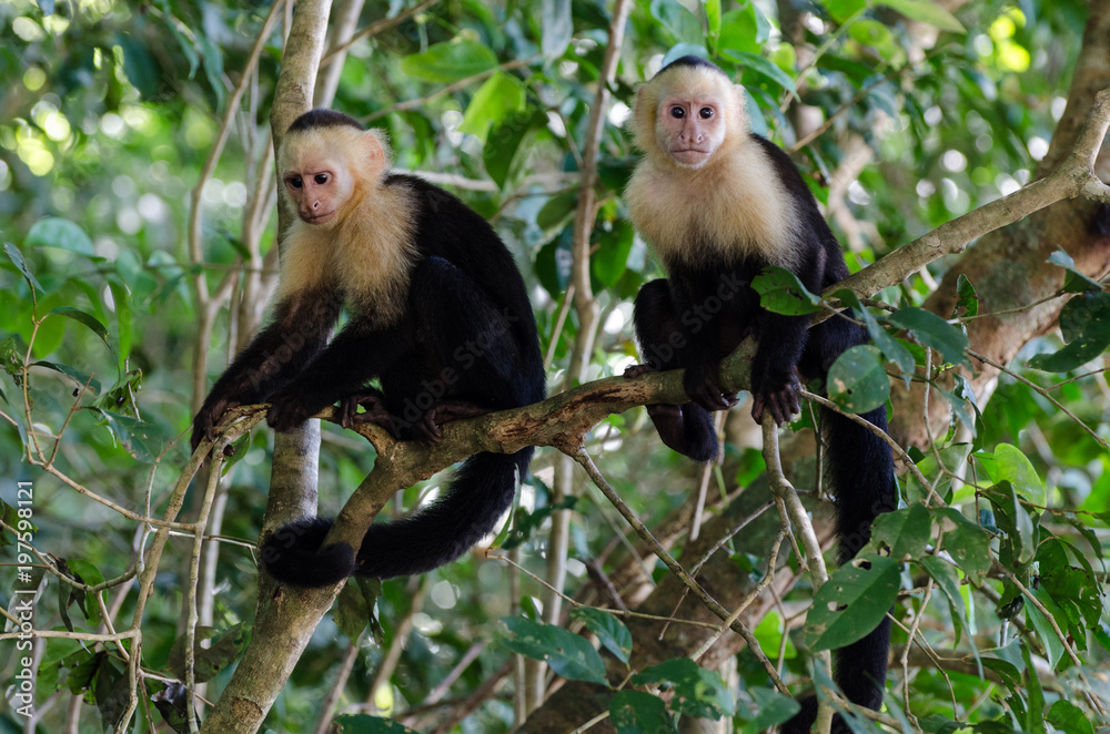 Zwei Kapuzineraffen sitzen auf eim Ast, Costa Rica Zwei Kapuzineraffen sitzen auf eim Ast, Costa Rica