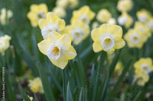 Flowers of daffodils blossom in the spring