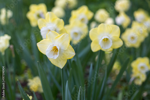 Fototapeta Naklejka Na Ścianę i Meble -  Flowers of daffodils blossom in the spring