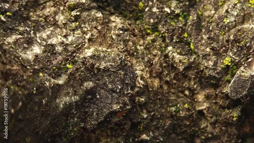 Young dark ants Lasius alienus run in spring on bark of a tree photo