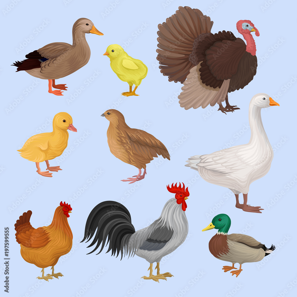Poultry birds set, duck, rooster, chick, goose, hen, turkey and quail