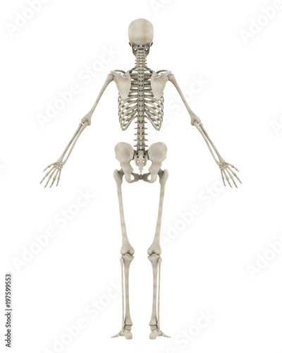 Human Skeleton Anatomy Isolated