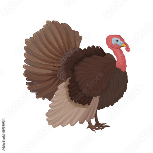 Turkey bird, poultry breeding vector Illustration on a white background