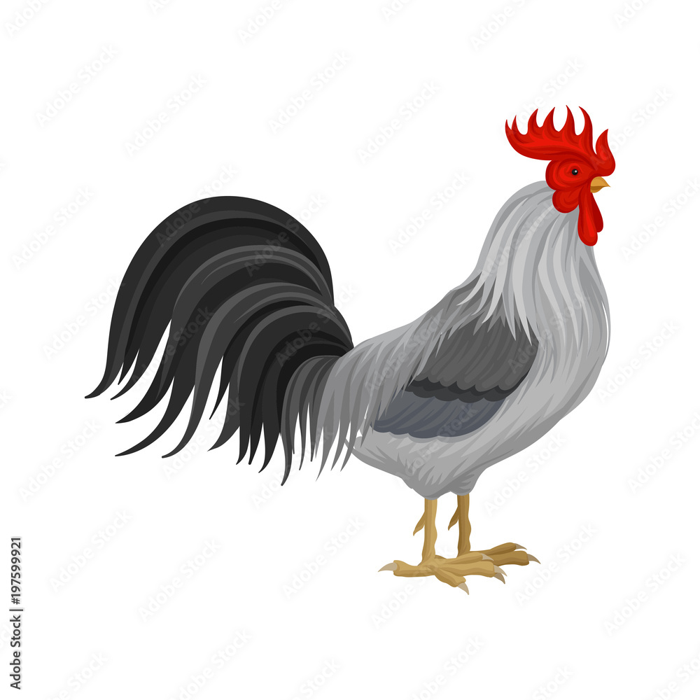 Cock, poultry breeding vector Illustration isolated on a white background