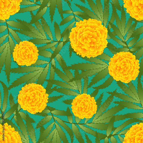 Marigold Flower - Tagetes o...