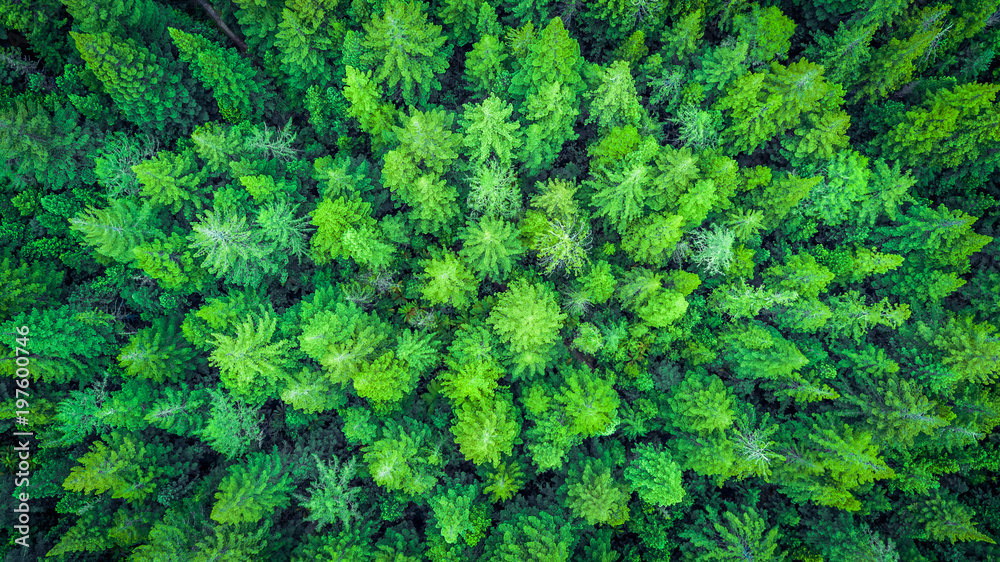 Aerial view on The Redwood Whakarewarewa Forest. Rotorua, New Zealand. Aerial view on The Redwood Whakarewarewa Forest. Rotorua, New Zealand.