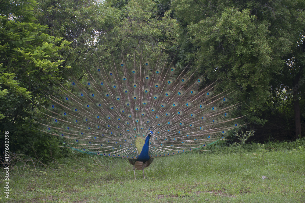 Obraz premium PEACOCK CLOSE UP DANCE