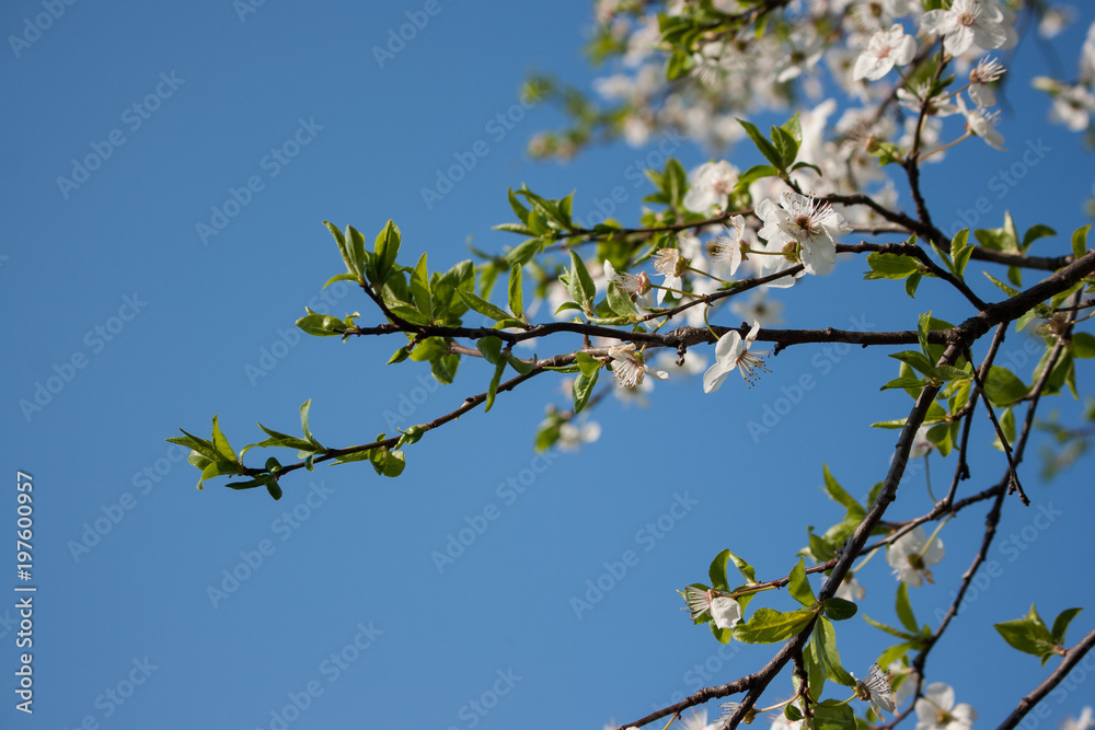 Fototapeta premium Spring blossom