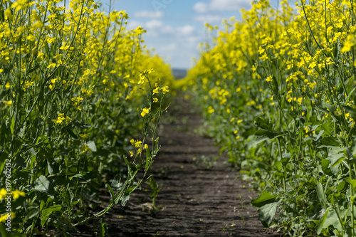path in the field with flowering plants, blooming canola, yellow flowers
