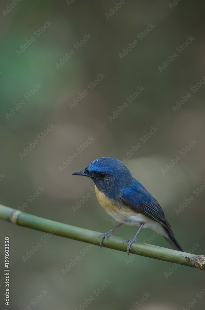 Blue-throated Blue Flycatcher