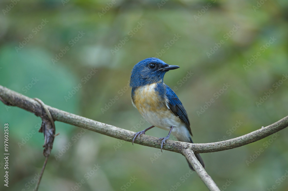 Blue-throated Blue Flycatcher