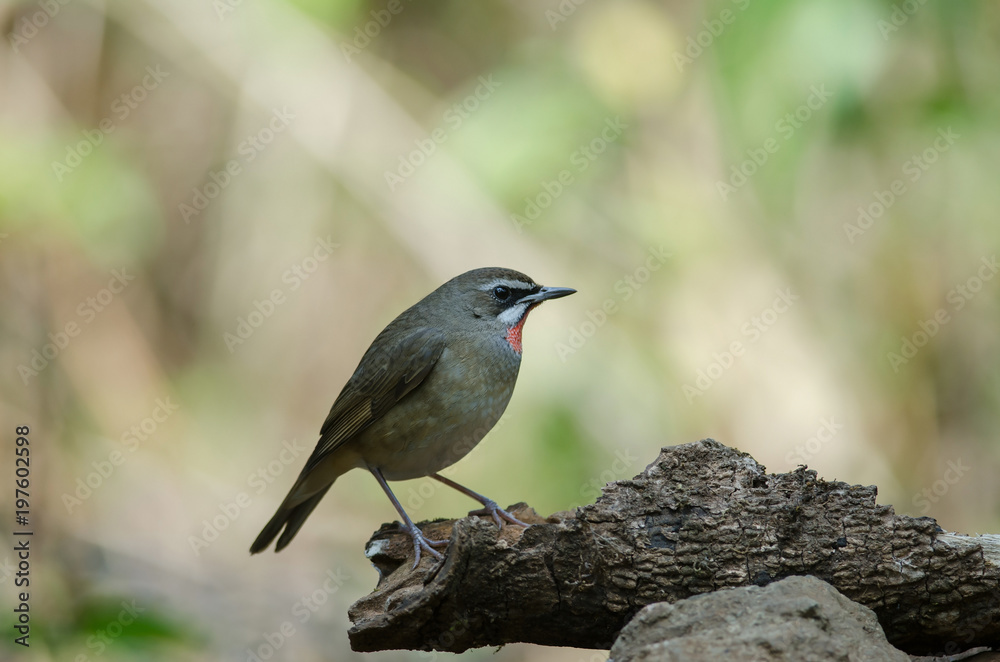 Naklejka premium Siberian Rubythroat bird (luscinia Sibilans)