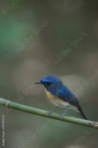 Blue-throated Blue Flycatcher © forest71