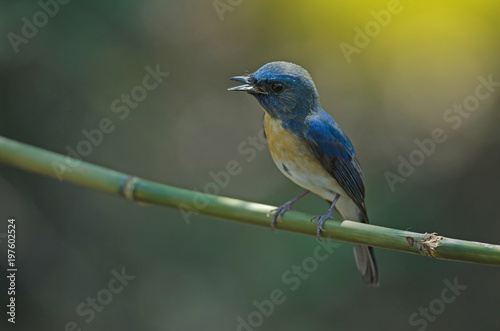 Blue-throated Blue Flycatcher