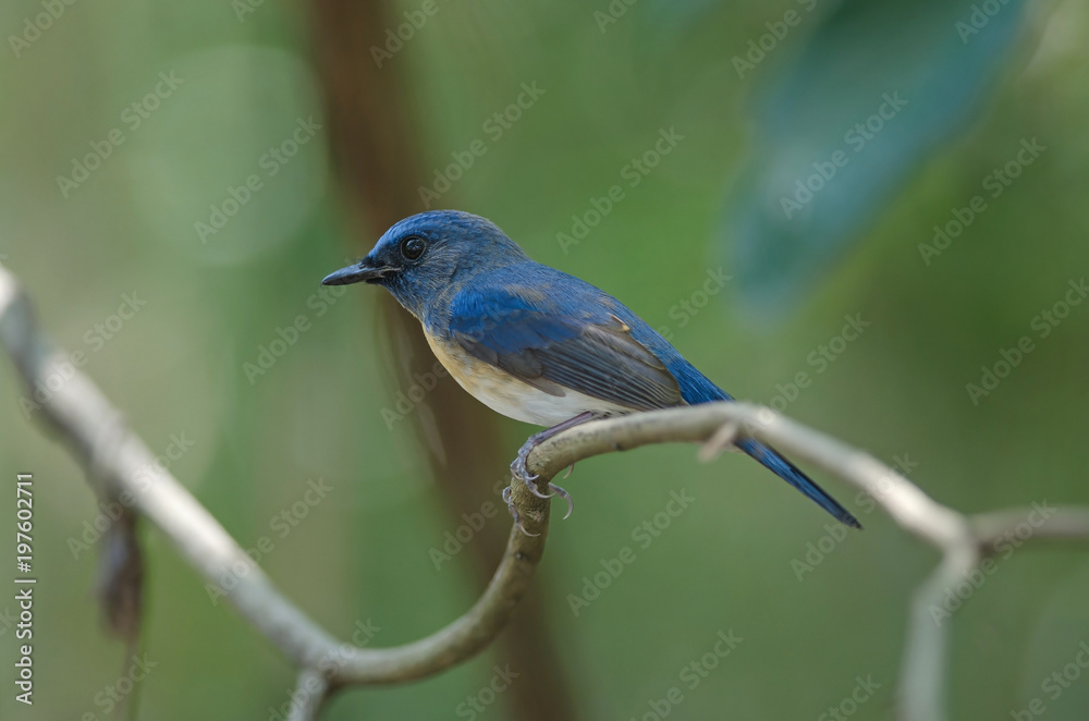 Blue-throated Blue Flycatcher