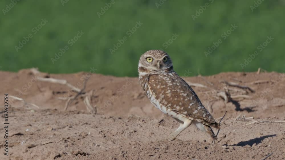 A Burrowing Owl on the ground near its burrow. A Burrowing Owl on the ground near its burrow.