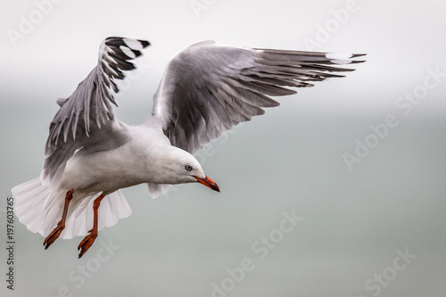 Seagull coming in to land © John