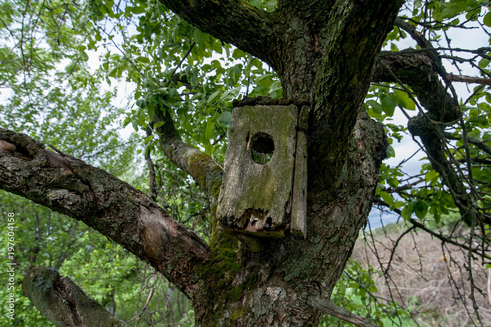 Old birdhouse up on tree branches outdoors Old birdhouse up on tree branches outdoors
