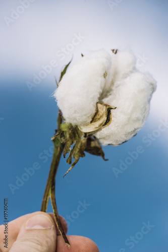 Fototapeta Naklejka Na Ścianę i Meble -  Field of cotton in the countryside ready for harvesting.